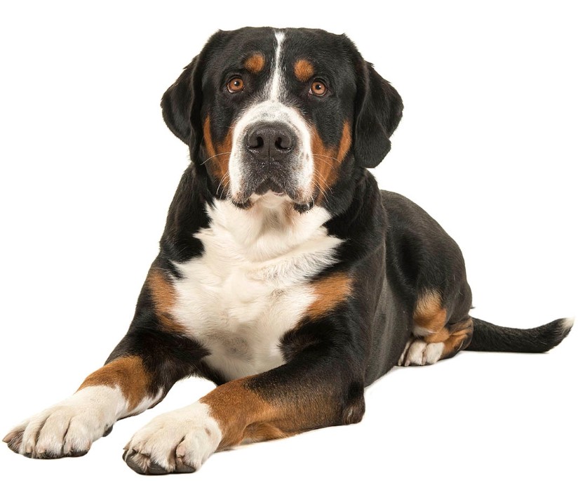 Great Swiss Mountain Dog