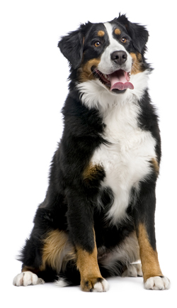 Bernese Mountain dog