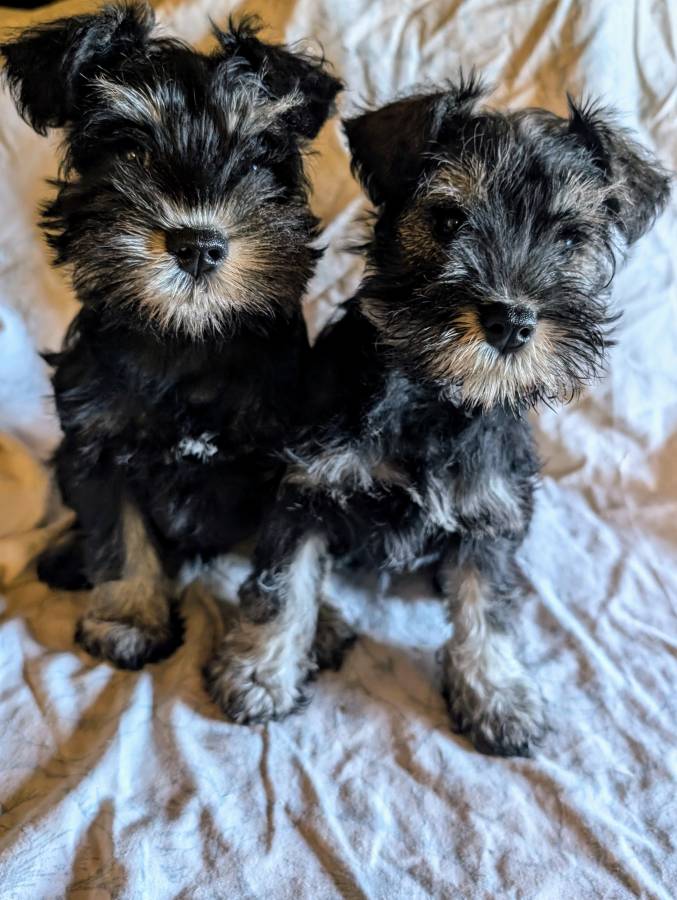 Superb K.C. regd. bitch puppies.