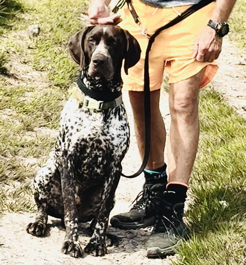 Liver/White Proven GSP at Stud