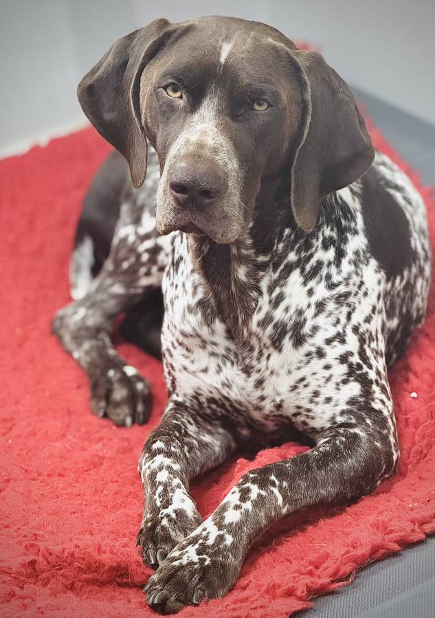 Liver/White Proven GSP at Stud