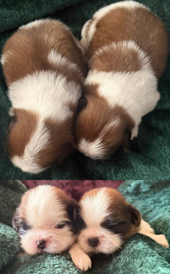 Kc gold and white Shih Tzu boys only 14 dna health tested clear