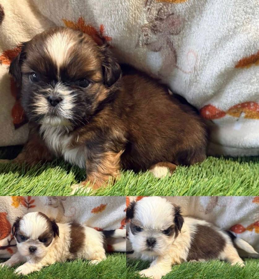 Kc various Shih Tzu babies 14 dna health tested clear