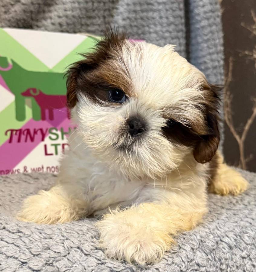 Kc Shih Tzu babies 14 dna health tested clear