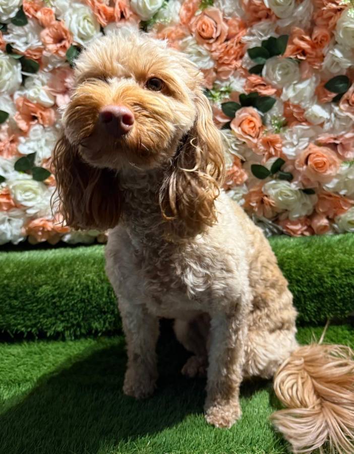 F1 mini Cockapoo 2:5 years old spayed