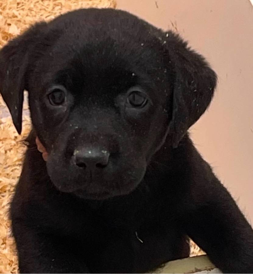 KC REGISTERED BLACK LABRADOR  PUPPY