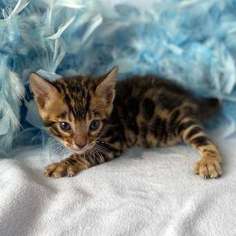 Bengal Kittens For Sale - pedigree (GCCF Registered)