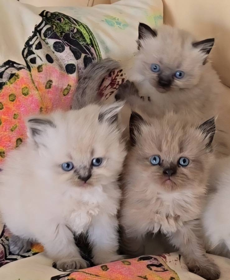 Himalayan Persian kittens