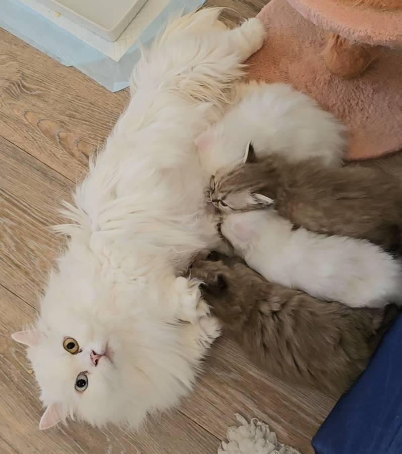 Persian Minuets (Normal Legs)