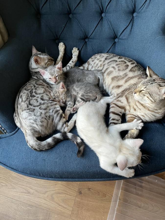 Show quality bengal kittens 