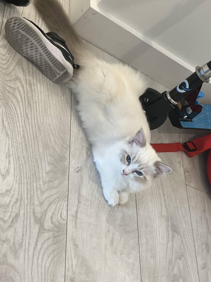 TICA REGISTERED RAGDOLL KITTENS FOR SALE!! GR EUR CHAMPION CHAMPION BLOODLINE! £1800
