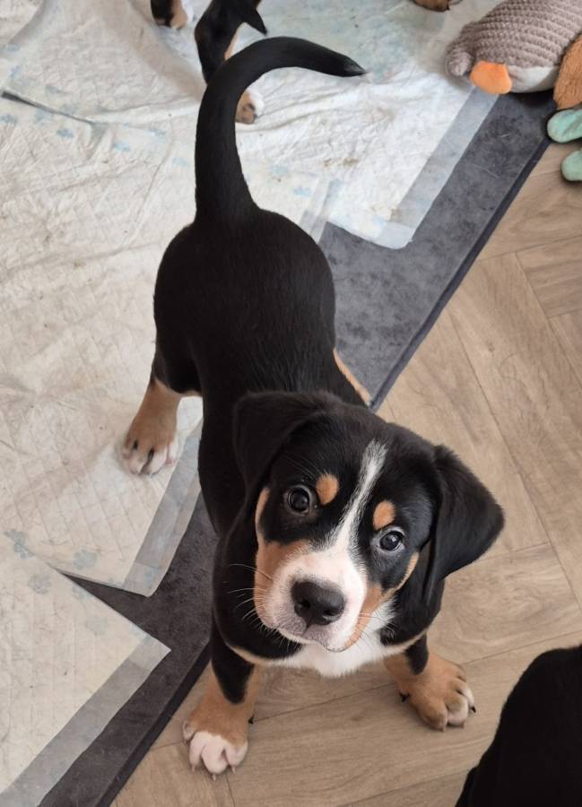 Great Swiss Mountain Dogs