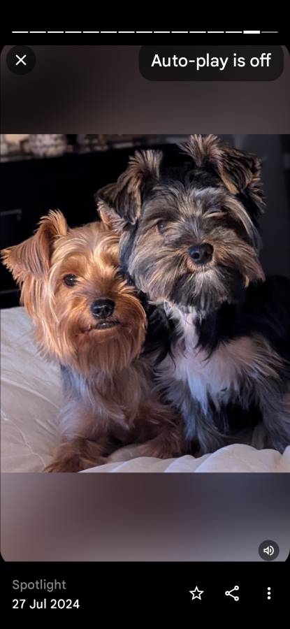 ANMACO KC Pedigree Toy & Minature Yorkshire Terrier Pups