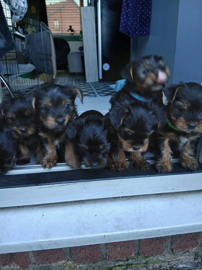 ANMACO KC Pedigree Toy & Minature Yorkshire Terrier Pups